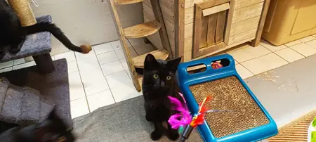 Adopter Bahya