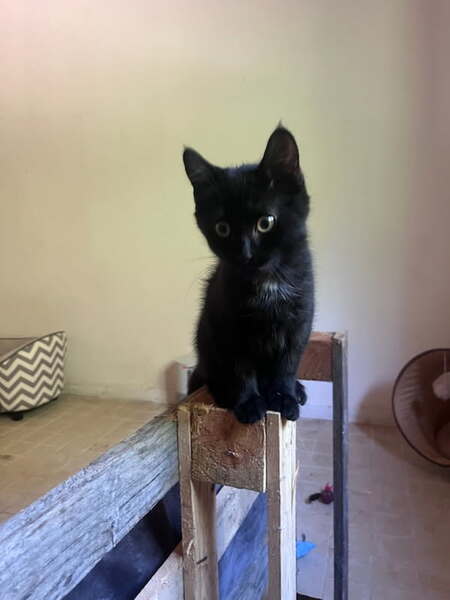 Adopter ONYX