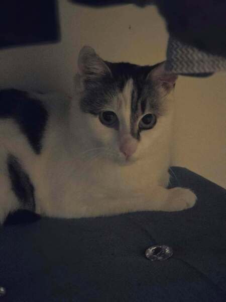 Adopter Ohana