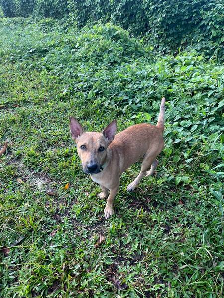 Adopter Dundee