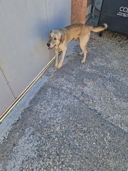 Adopter Alfred