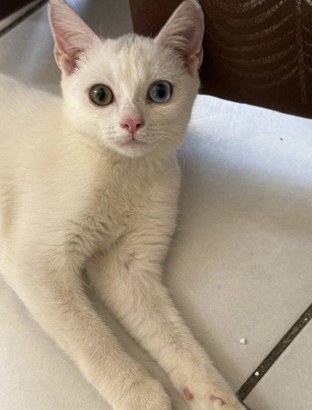 Adopter Iris