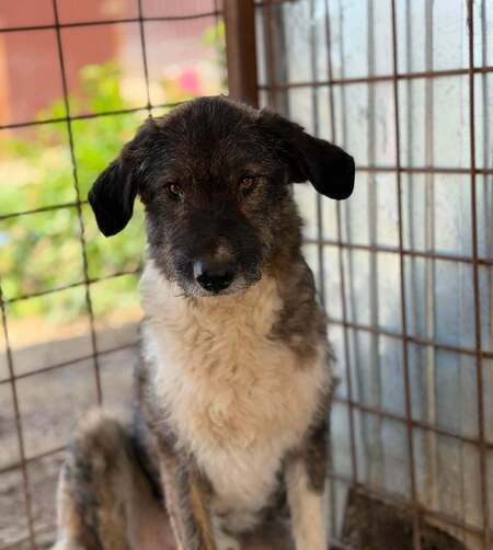Adopter Pitzo