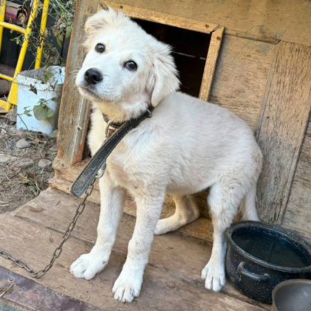 Adopter Artic