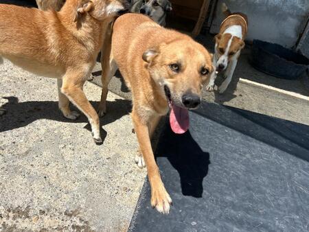 Adopter Track