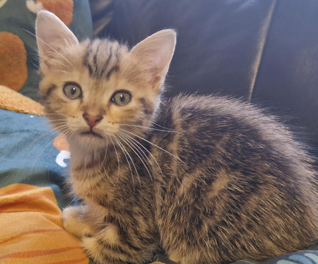 Adopter LOKI