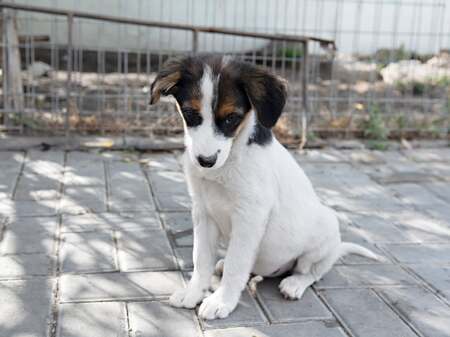 Adopter Irene