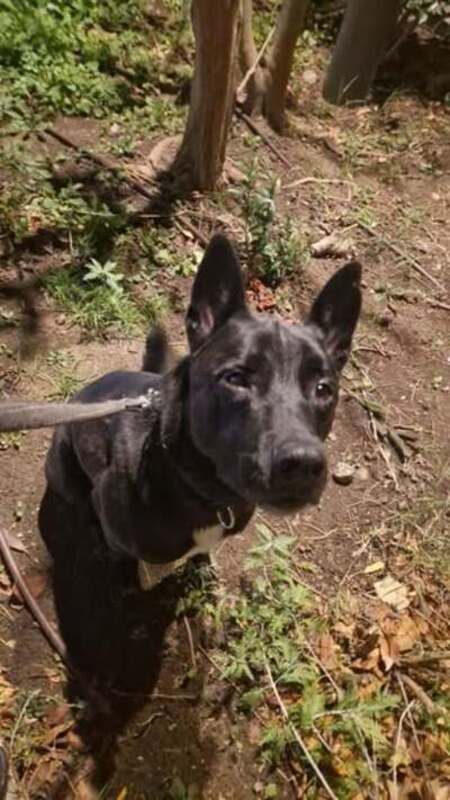 Adopter Spike
