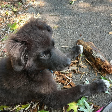 Adopter OLIVER