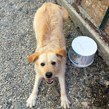 Adopter BLONDI
