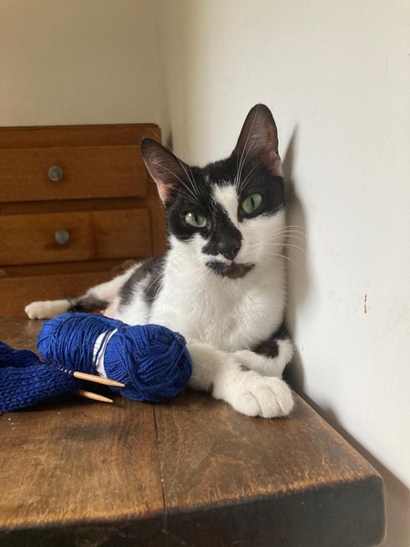 Adopter Juliette