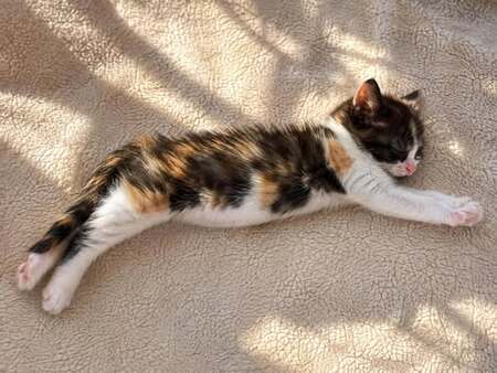 Adopter Praline