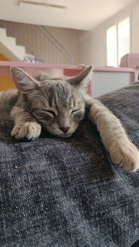 Adopter Pépite