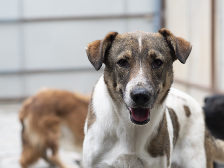 Adopter Fidji