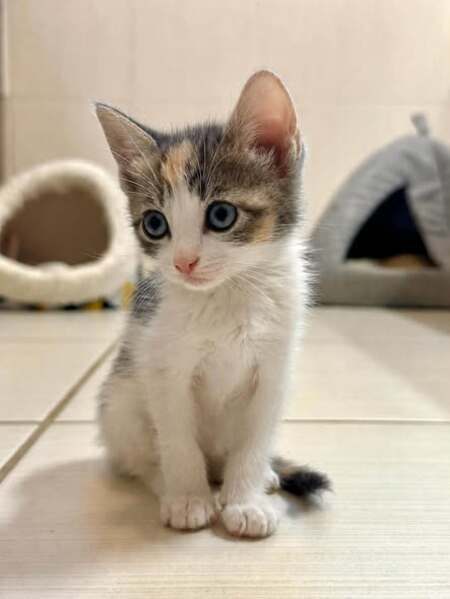 Adopter Poka