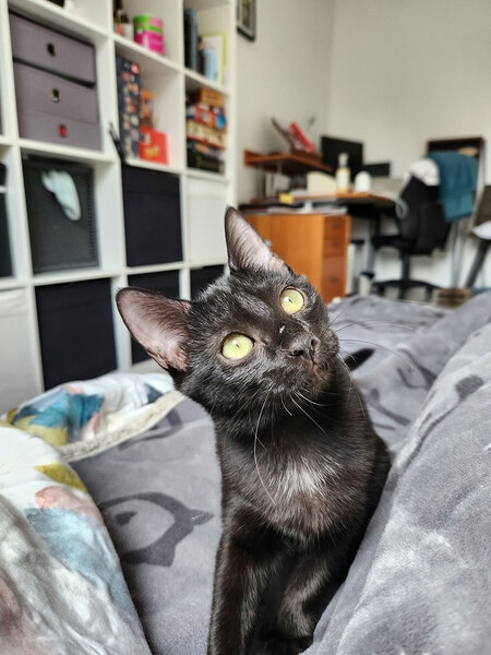 Adopter Joya