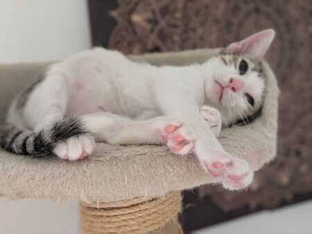 Adopter BAYA