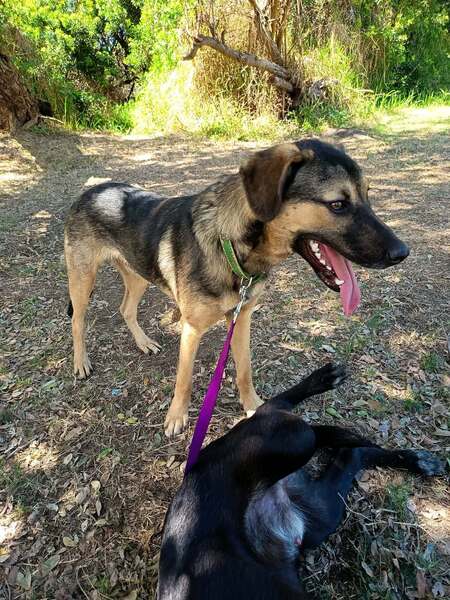Adopter Elpis