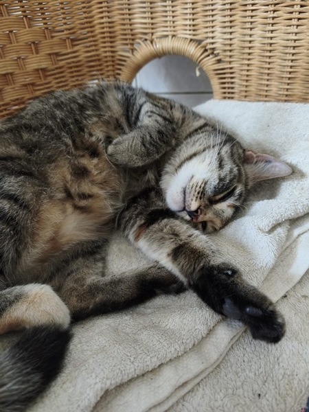 Adopter LILA