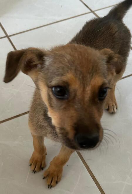 Adopter GIRLY