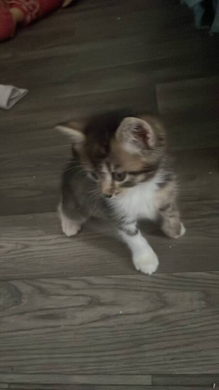 Adopter Cherokee