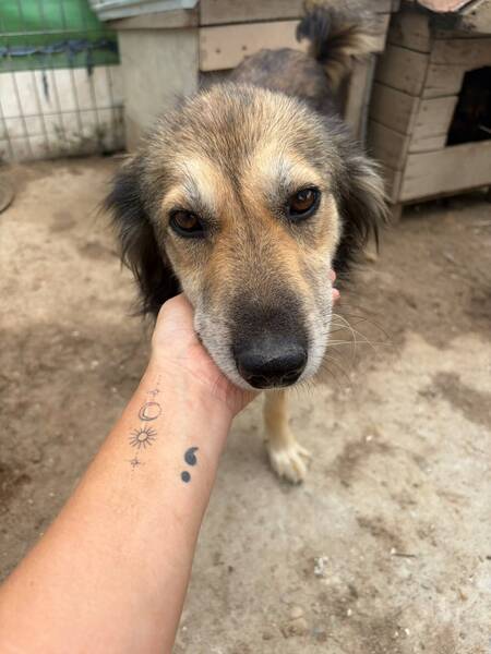 Adopter Freddie