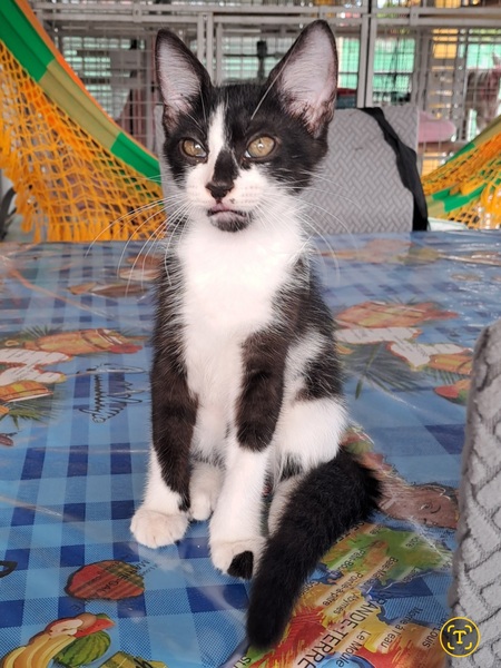 Adopter Bianca