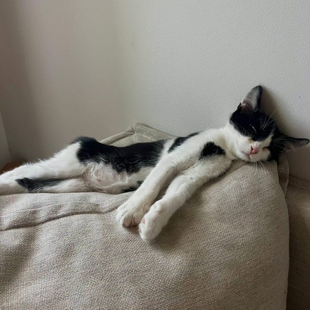 Adopter Speed