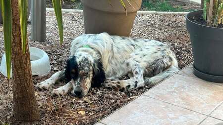 Adopter Tonnerre