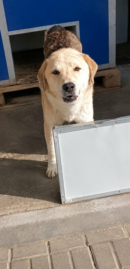 Adopter Ipso