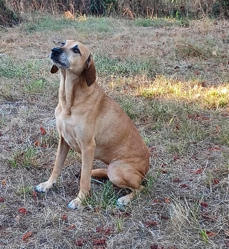 Adopter Andgie