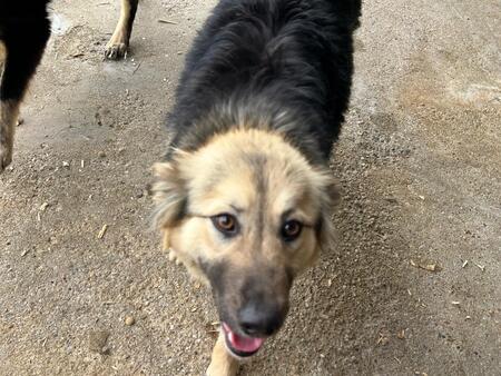 Adopter Edda