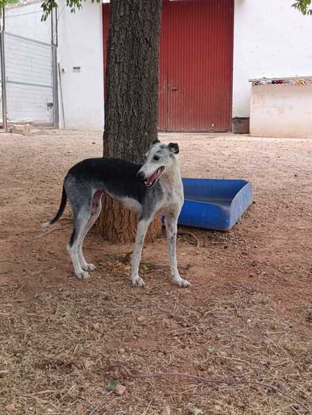 Adopter Cheni