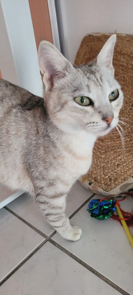 Adopter Hiboux