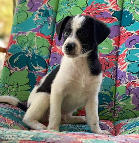 Adopter Lucke