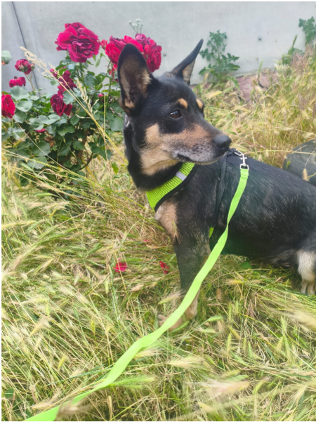 Adopter JOUJA, chienne de Ukraine !
