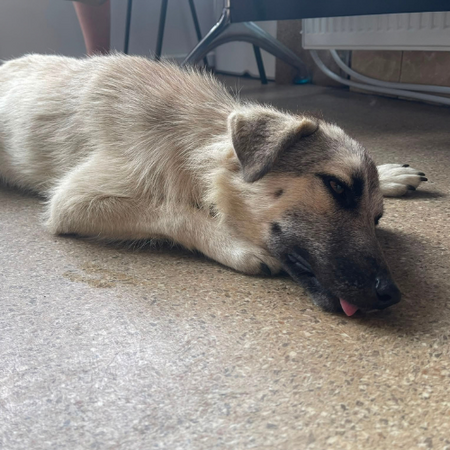 Adopter Nady