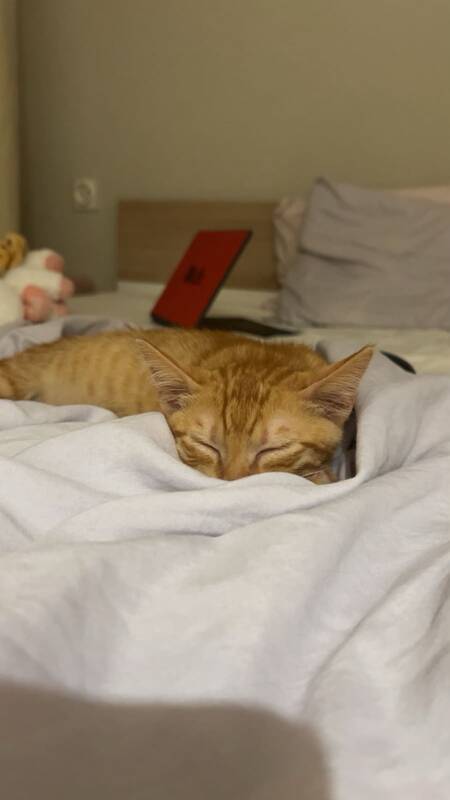 Adopter Sun