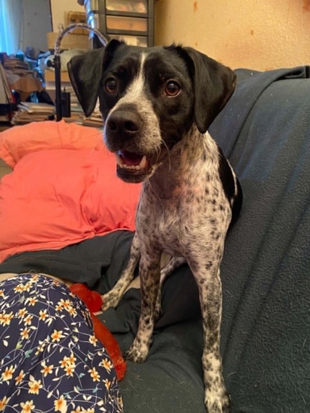 Adopter APY