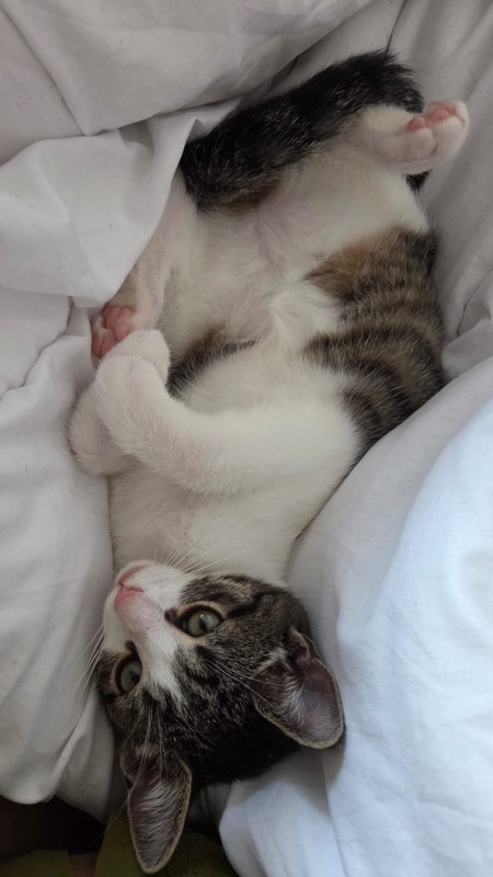 Adopter Ava et Eno
