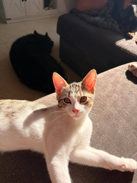Adopter Tigrou