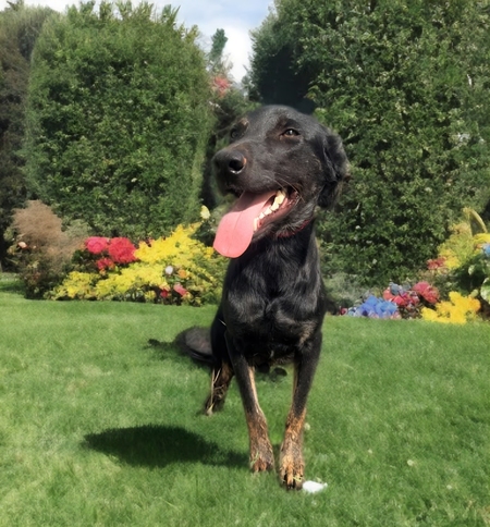 Adopter Austin