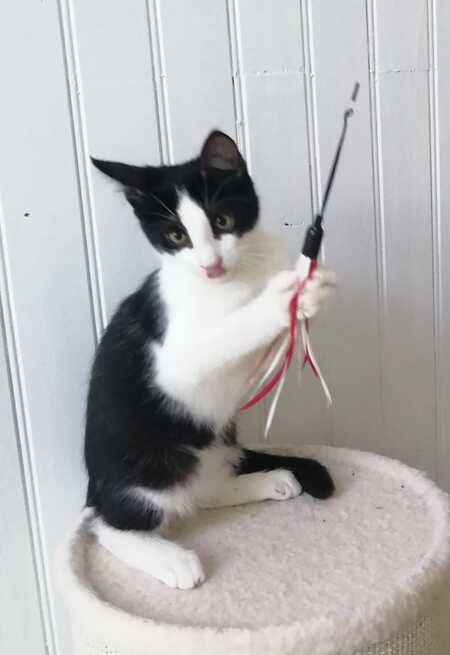 Adopter BAMBOU