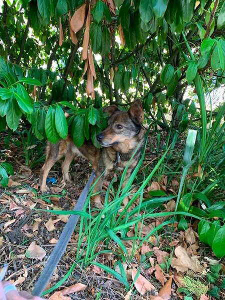 Adopter Kimi
