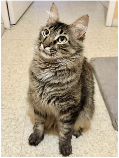 Adopter Junior