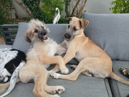 Adopter Reha