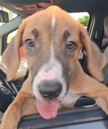 Adopter Britney