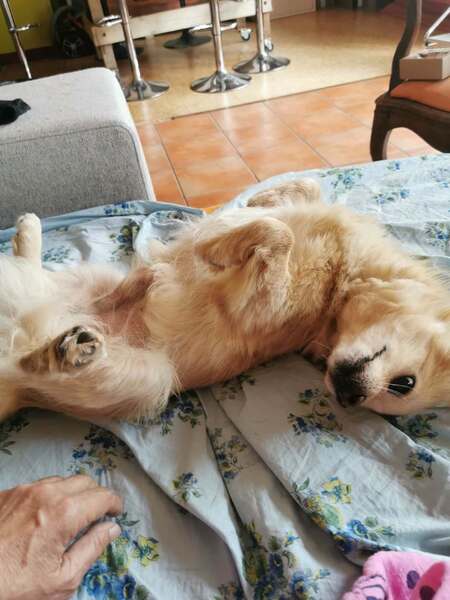 Adopter Titi
