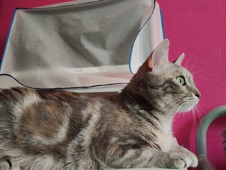 Adopter Souham