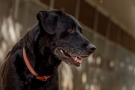 Adopter Moka